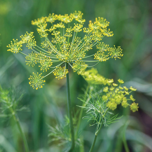 Dill