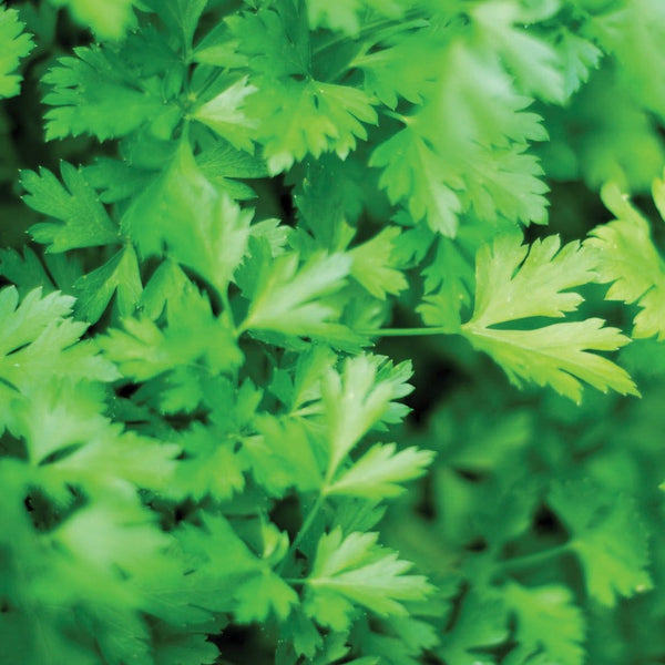 Parsley