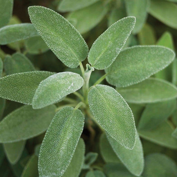 Sage