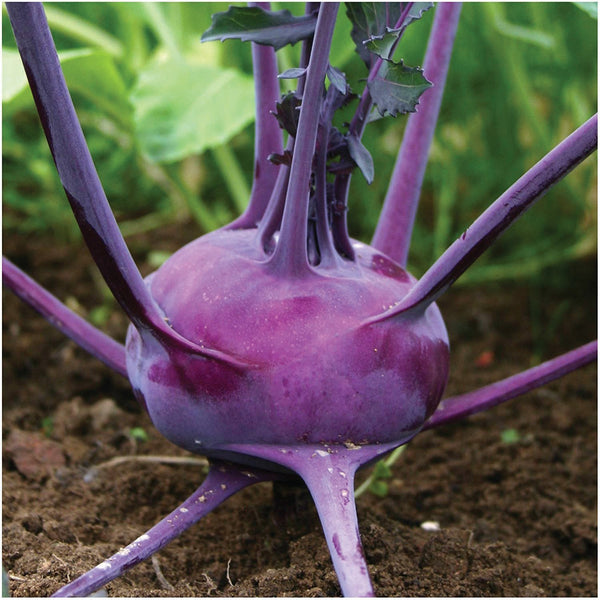 Kohlrabi