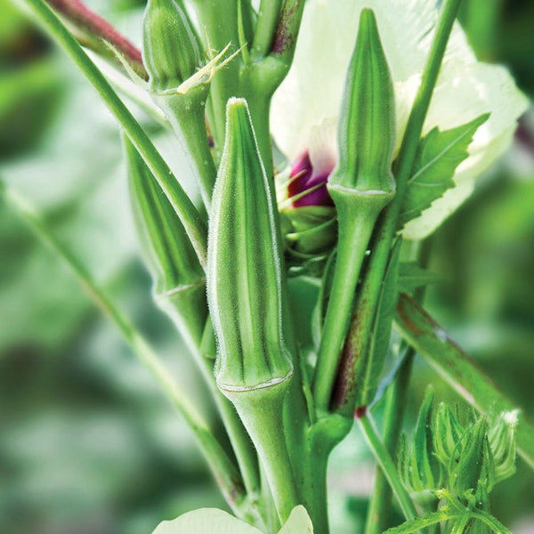 Okra