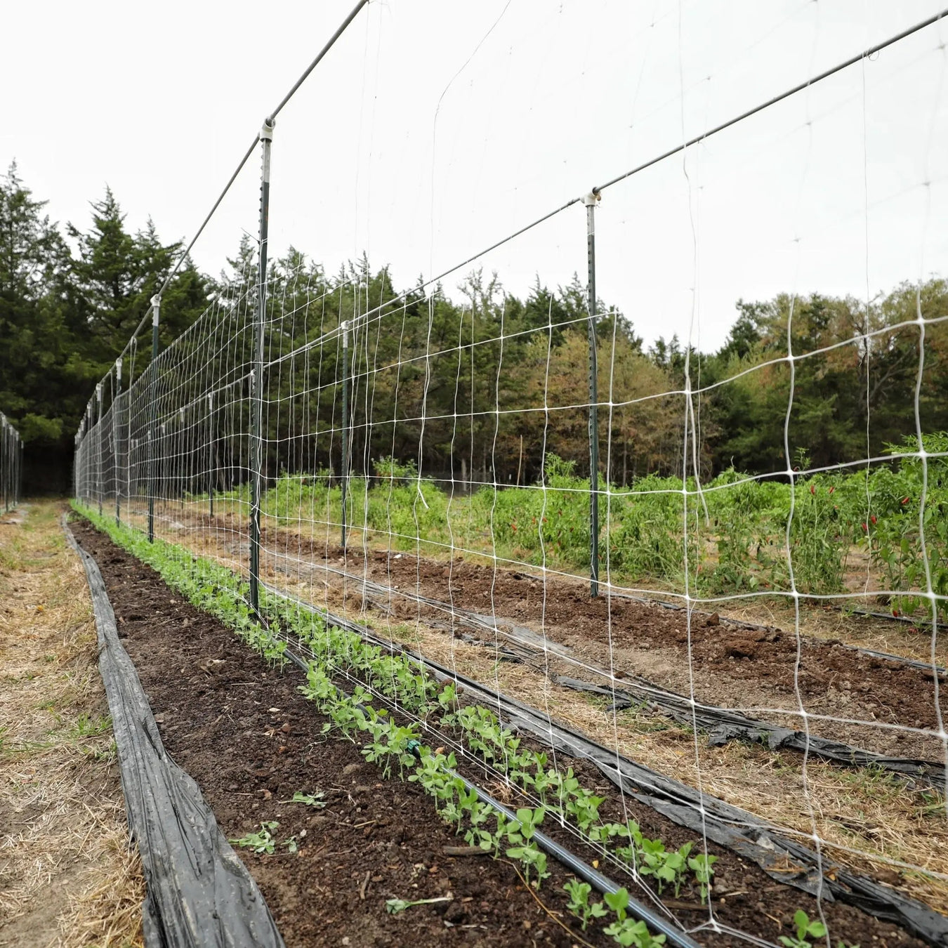 Trellising & Supports