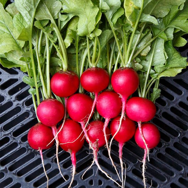 Radish