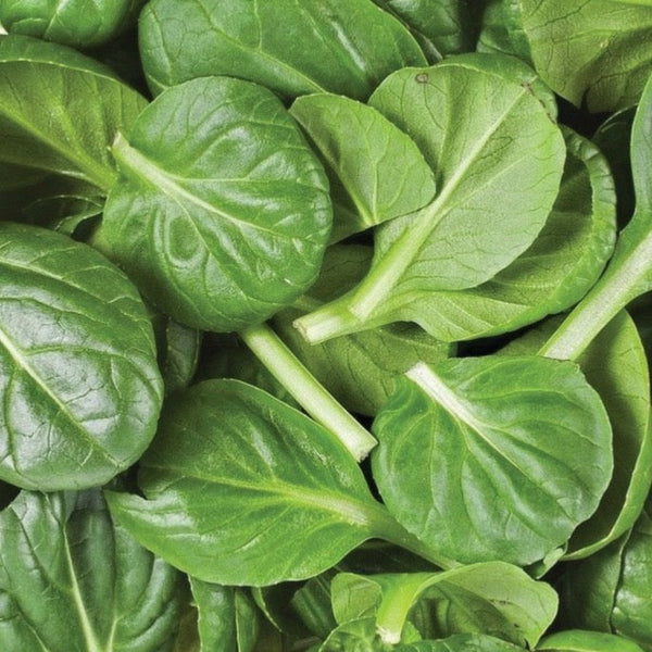 Spinach