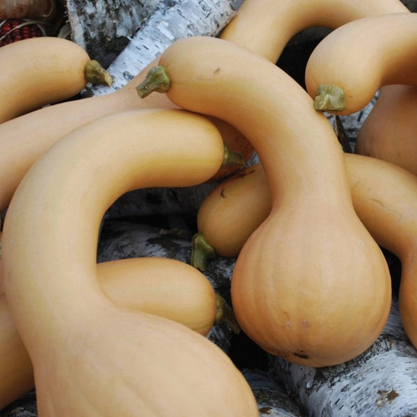 Squash - Winter