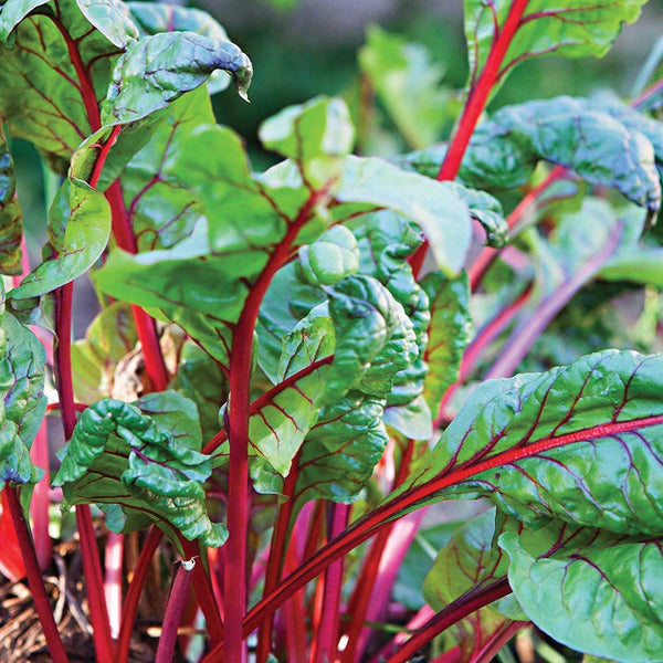 Chard