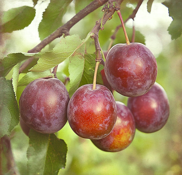Plum Trees