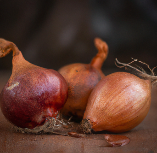 Shallot Bulbs