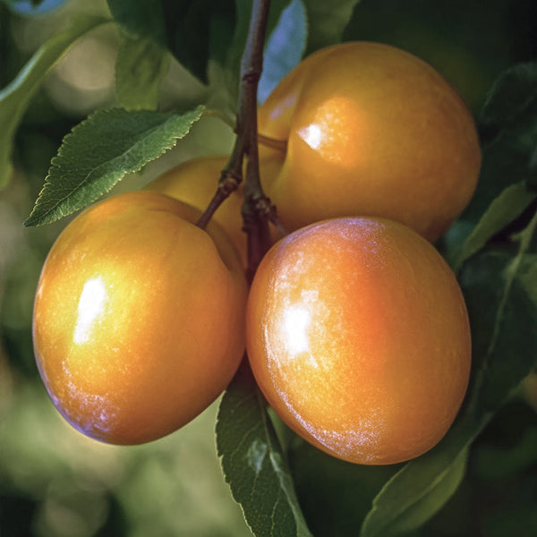 Pluot Trees
