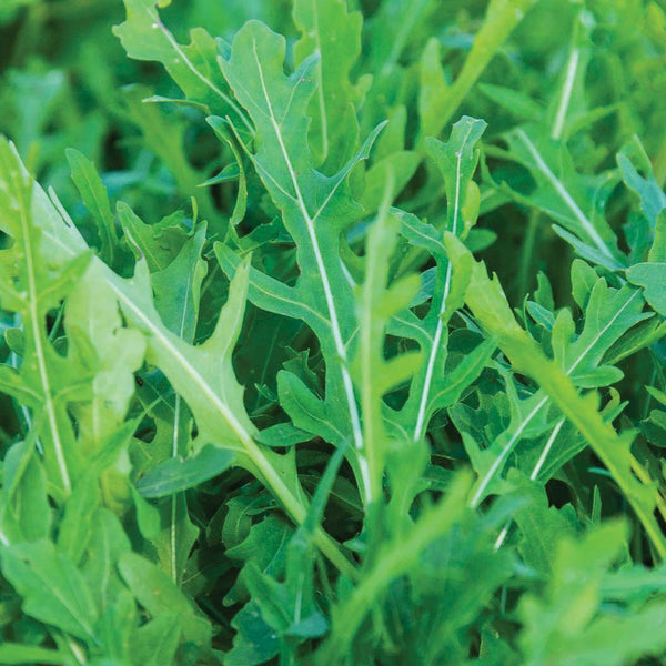 Arugula