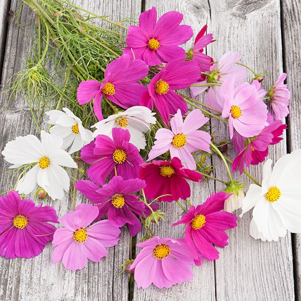 Cosmos