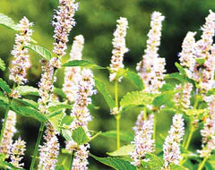 Anise