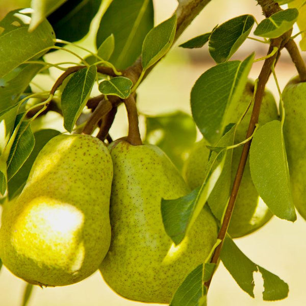 Pear Trees