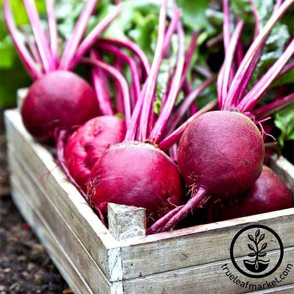 Beets