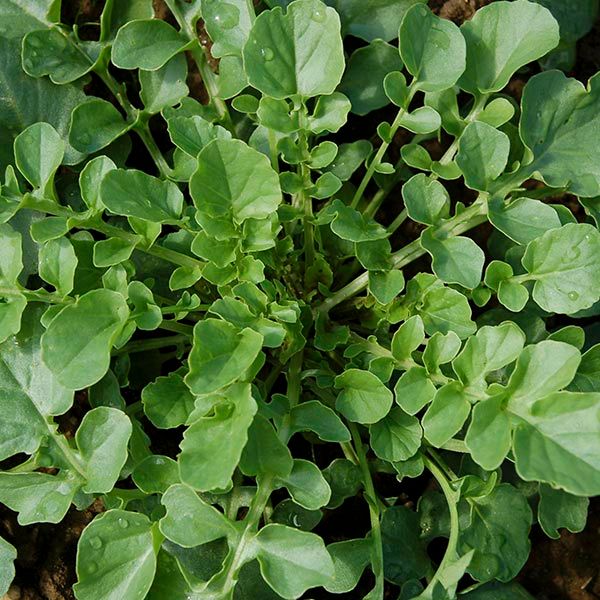 Cress