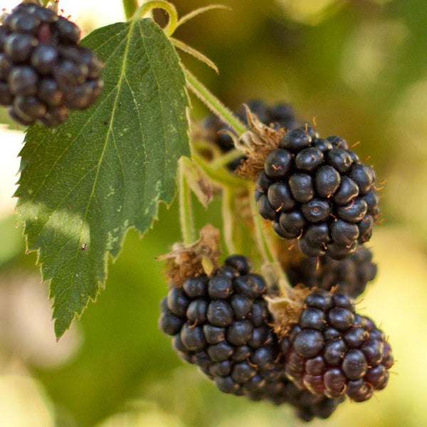 Blackberries