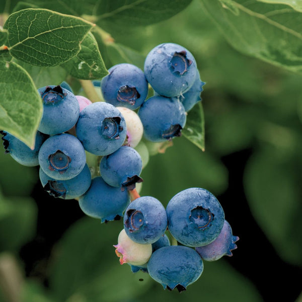 Blueberries