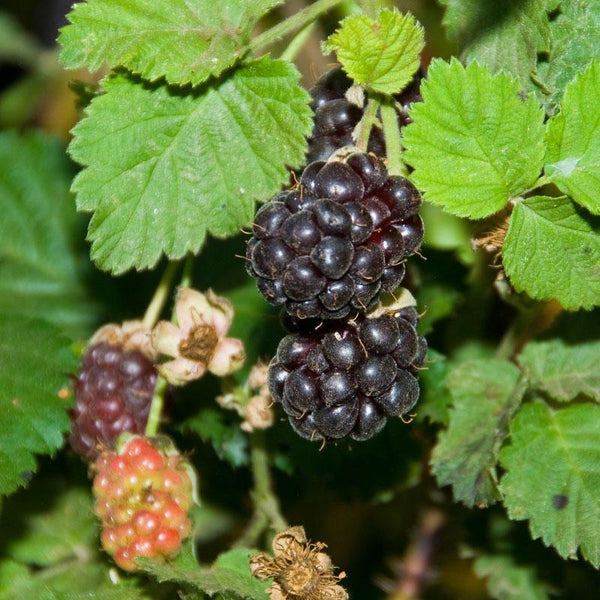 Boysenberries