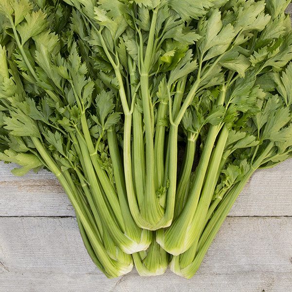 Celery