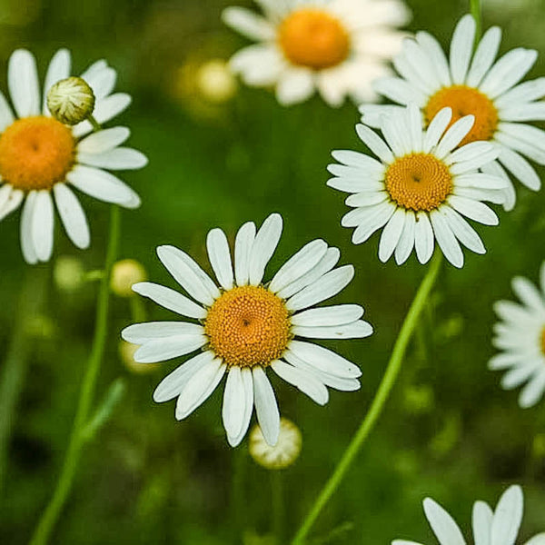 Chamomile