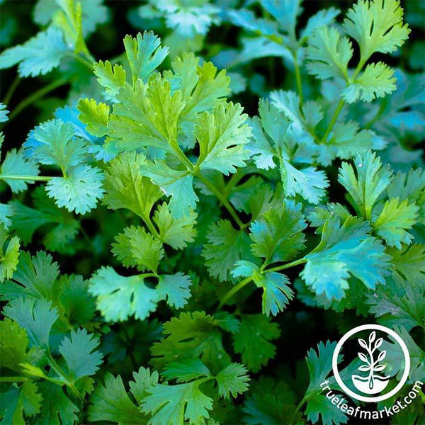 Cilantro