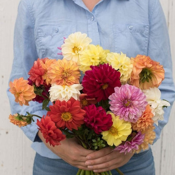 Dahlias
