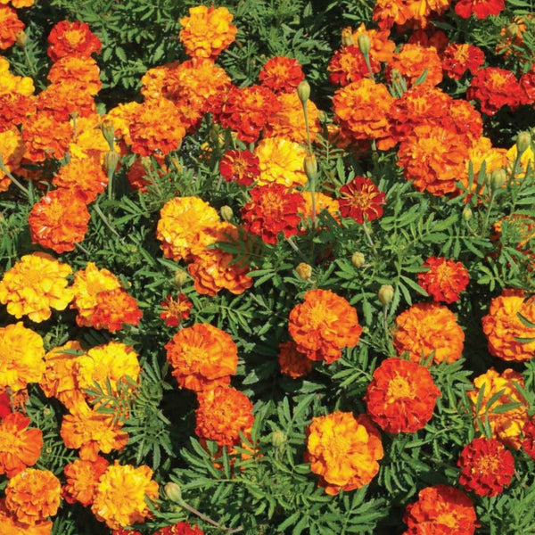 Marigold