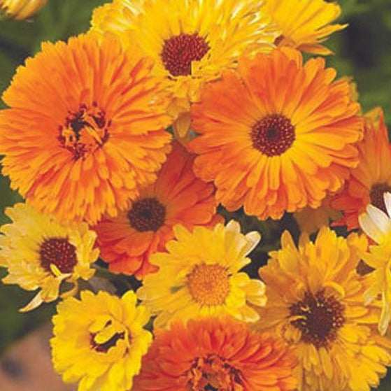 Calendula