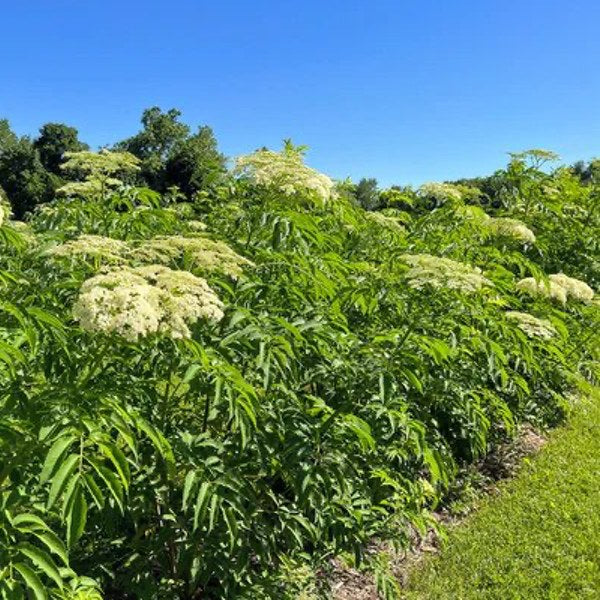 Elderberries