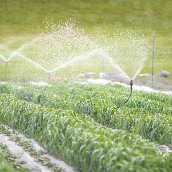 Watering & Irrigation