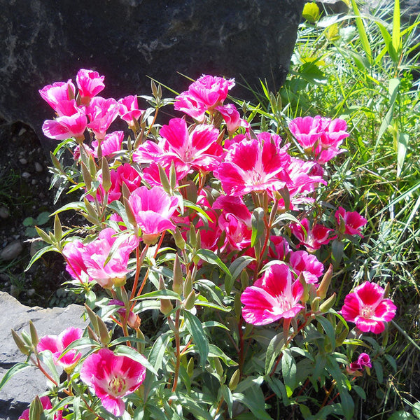 Godetia
