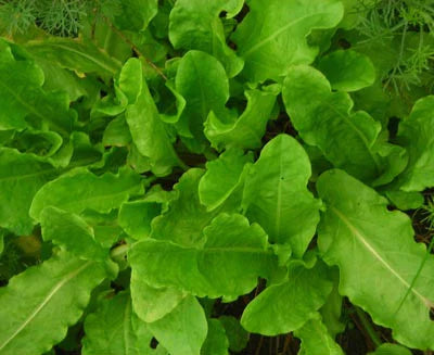 Sorrel