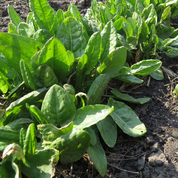 Sorrel