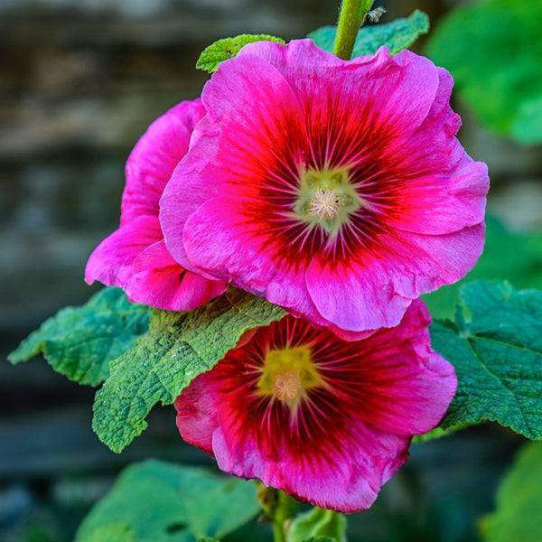 Hollyhock