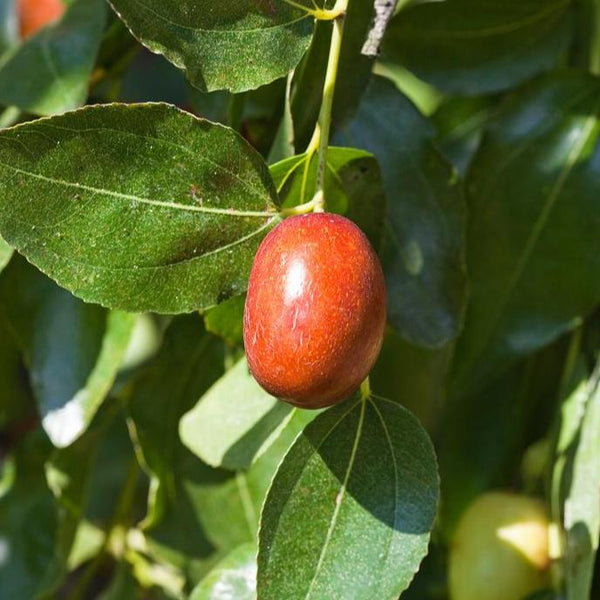 Jujube Trees