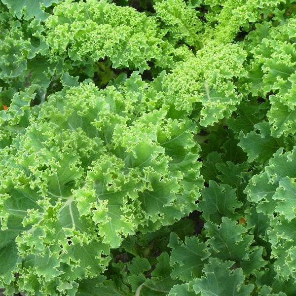Kale