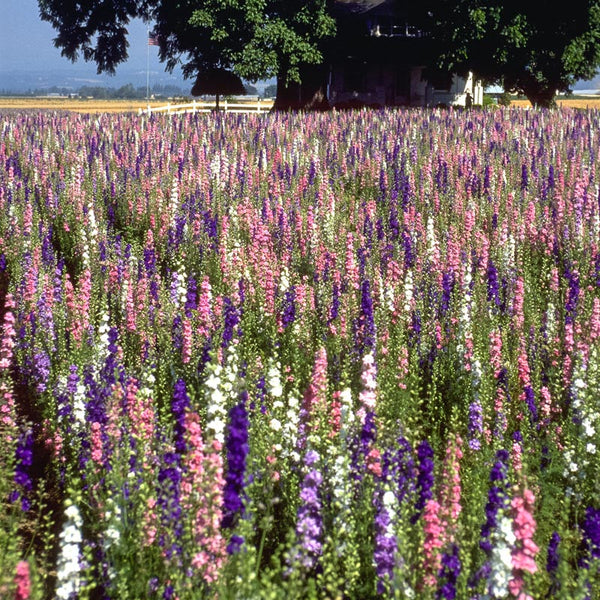 Larkspur