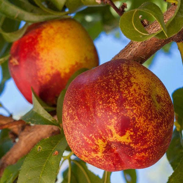 Nectarine Trees