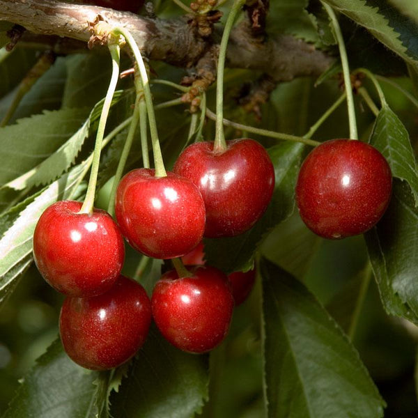 Cherry Trees