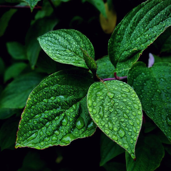 Mint