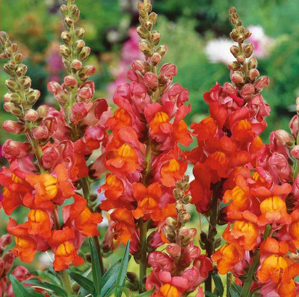Snapdragon