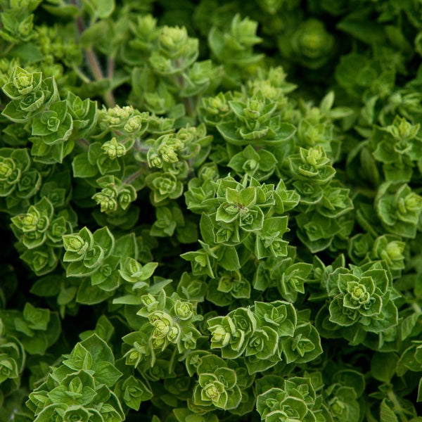 Oregano