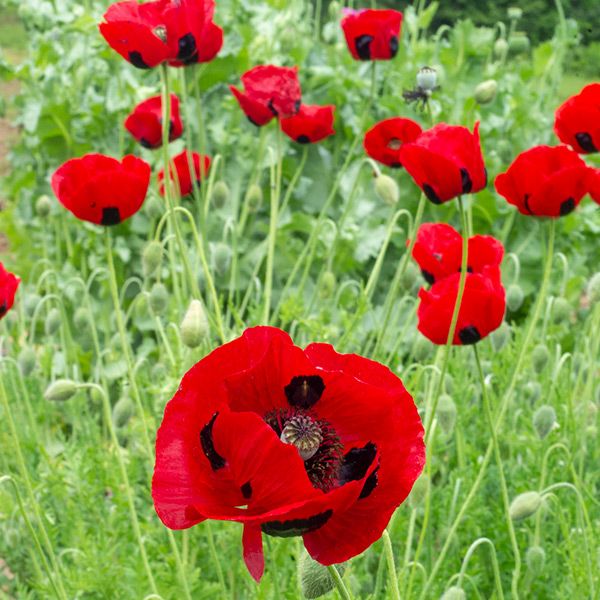 Poppy