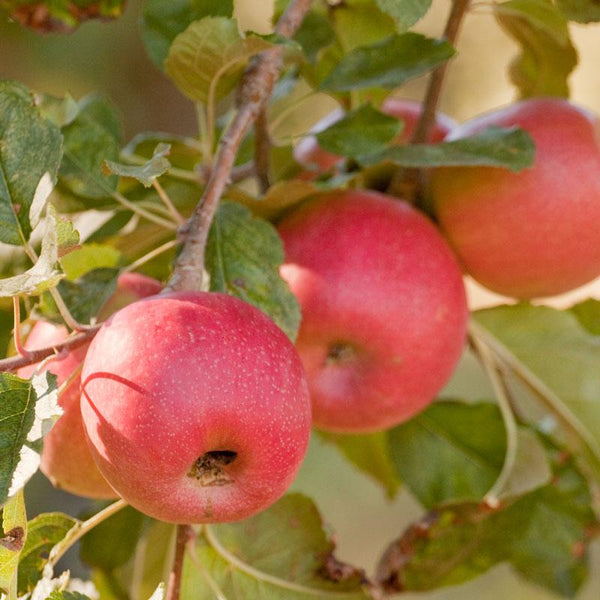 Apple Trees