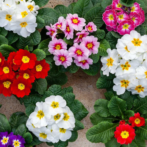 Primrose