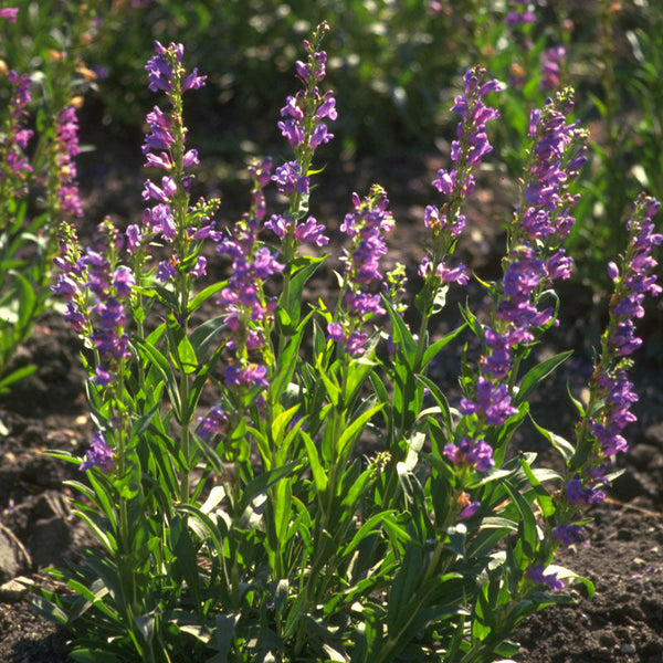 Penstemon