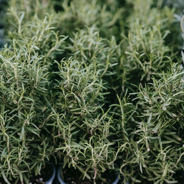 Rosemary