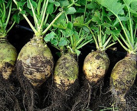Rutabaga