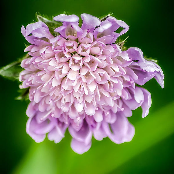 Scabiosa