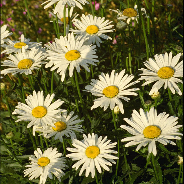 Daisy